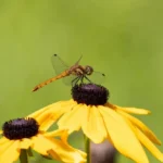do dragonflies pollinate flowers