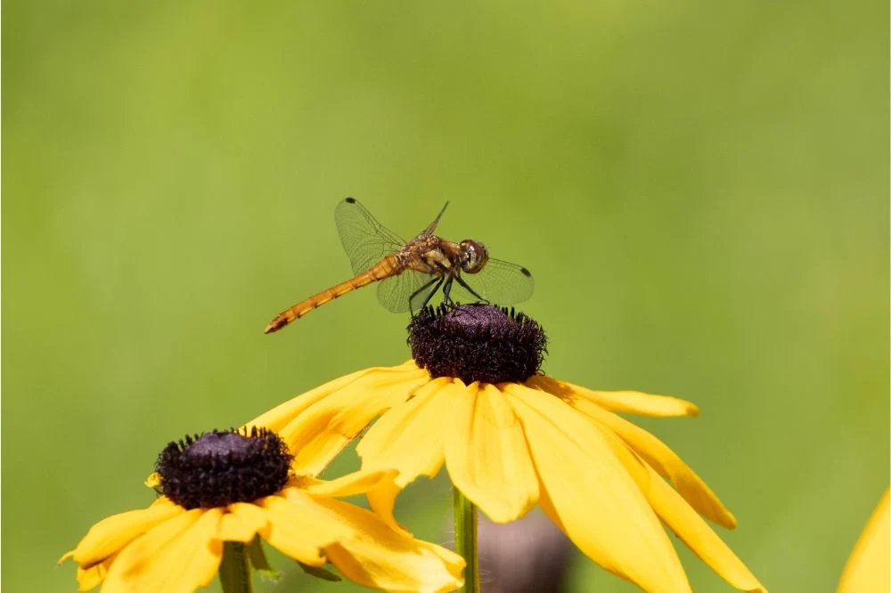do dragonflies pollinate flowers