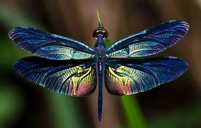do dragonflies sleep at night