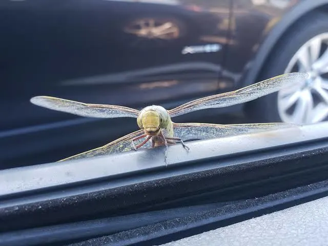 dragonfly hovering over car hood (1)