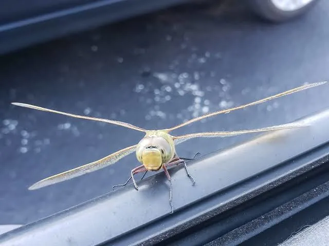 dragonfly hovering over car hood (2)