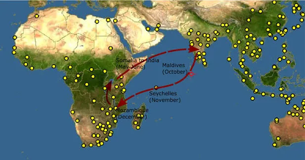dragonfly migration (1)