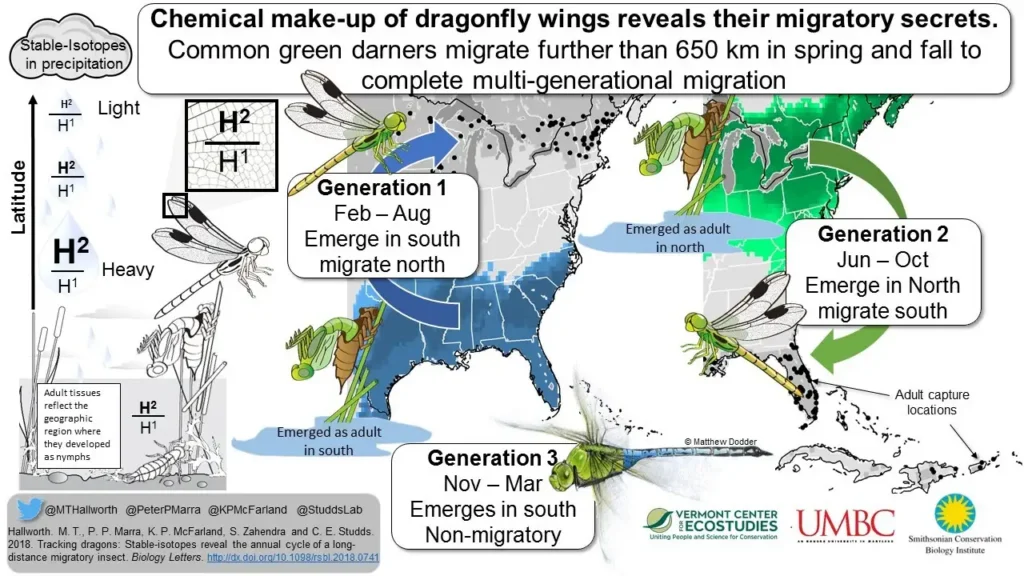 dragonfly migration