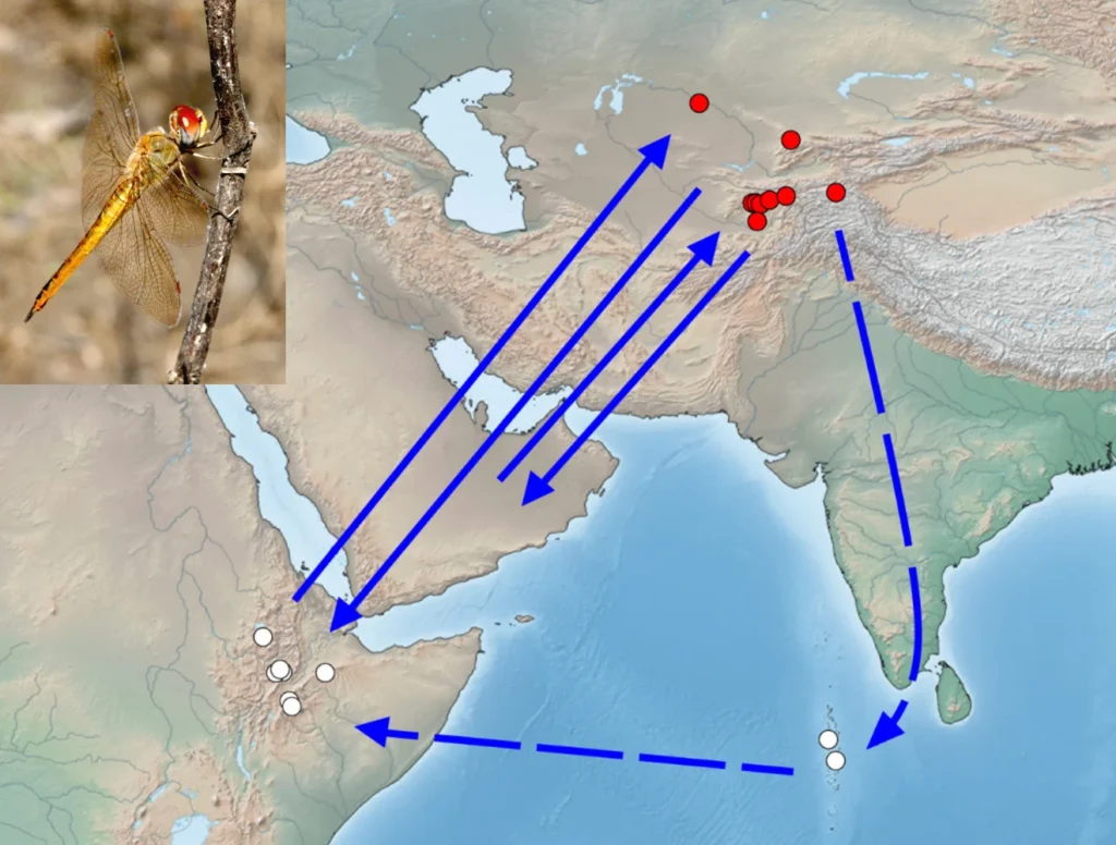 dragonfly migration (3)