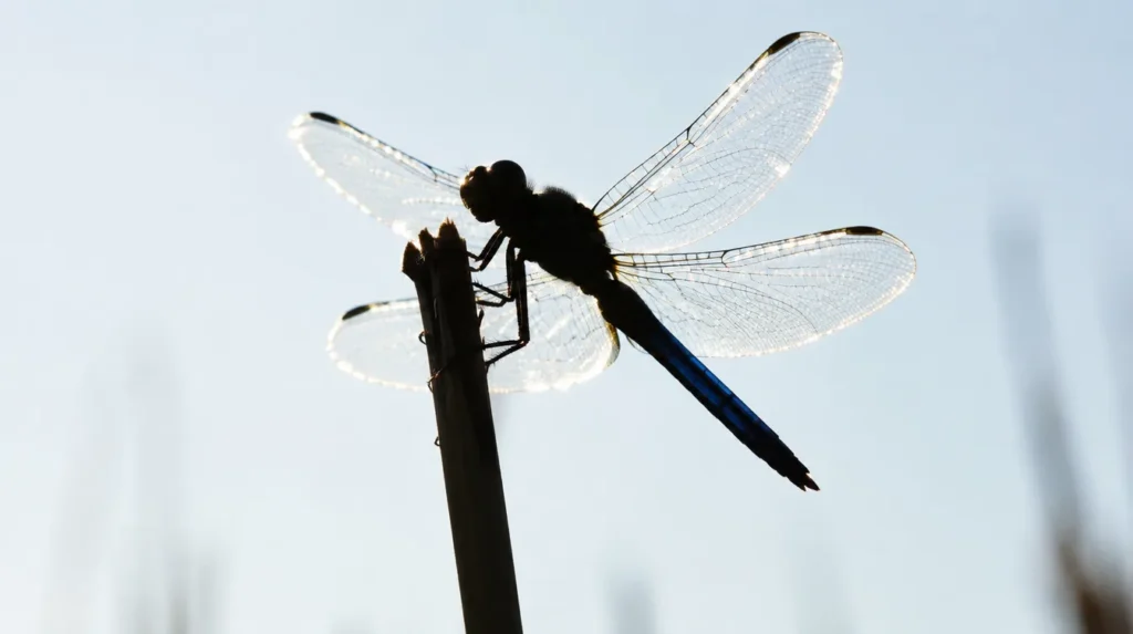 dragonfly silhouette backlit