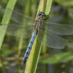 dragonfly with a damaged wing