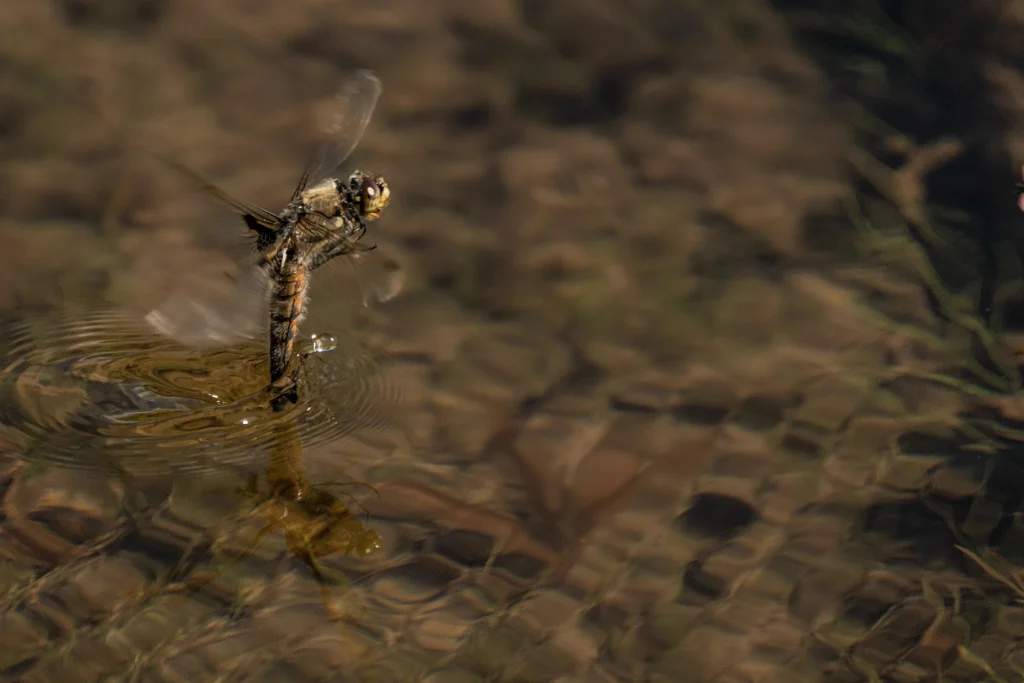 why do dragonflies dip their tails in water (1) (1)
