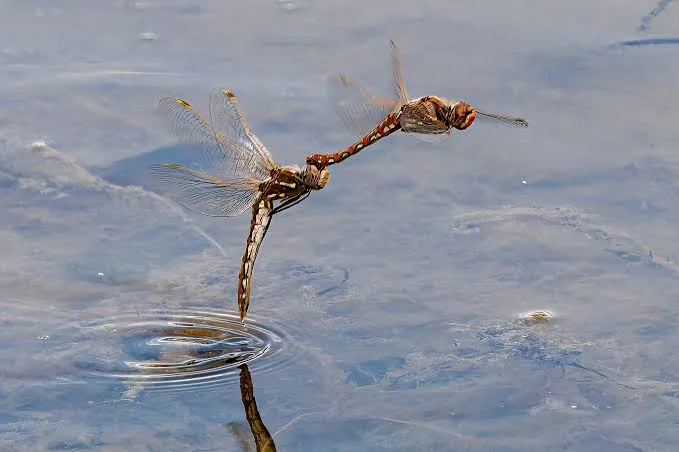 why do dragonflies dip their tails in water (1)
