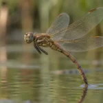why do dragonflies dip their tails in water