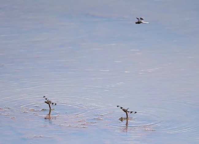 why do dragonflies dip their tails in water (2)