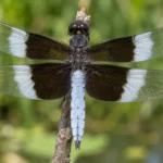widow skimmer libellula luctuosa